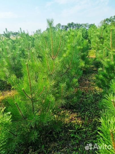 Туя колоновидная Колумна, сосна, ель