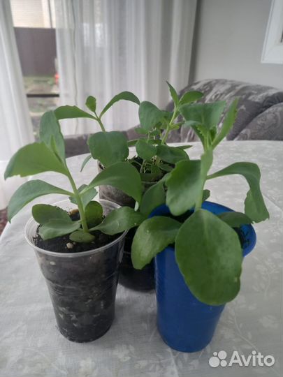 Очиток видный (рассада)