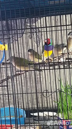 Амадины Гульда