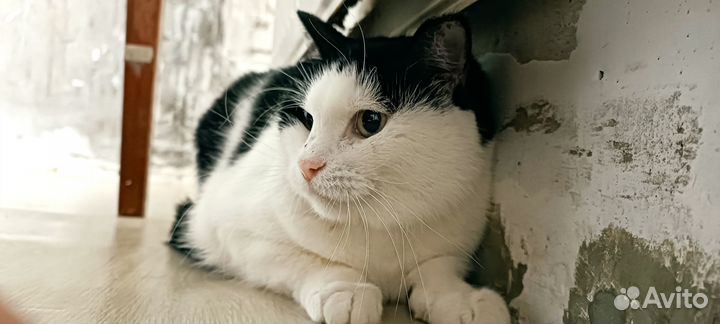 Хозяйка погибла, кошки ищут своего Человека