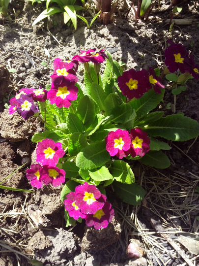 Цветы примула