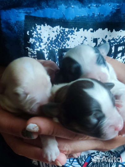 Щенки помесь от бигля