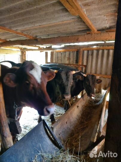 С/х животные