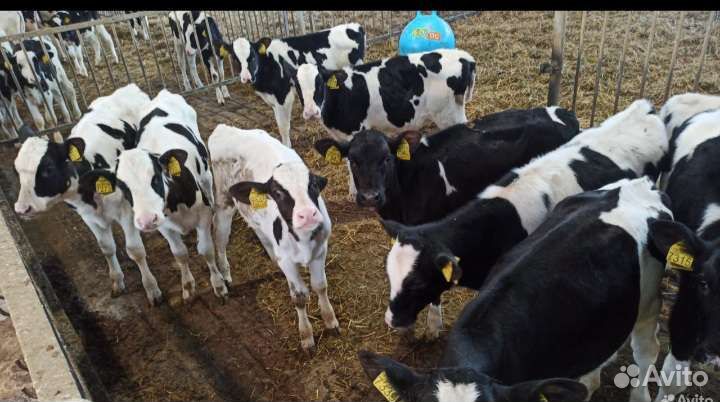 Телята бычки