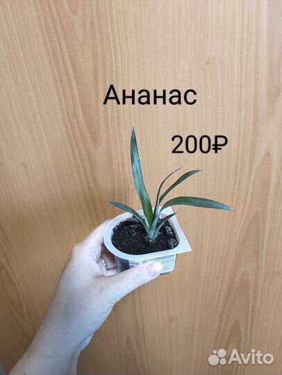 Дерево лимона Ананас Диффенбахия Рудольф Роерс