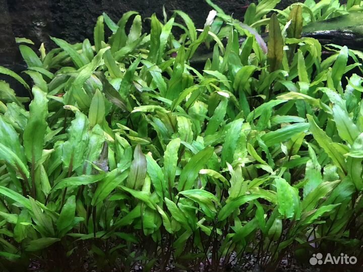 Криптокорина Вендта, Креветки Чери