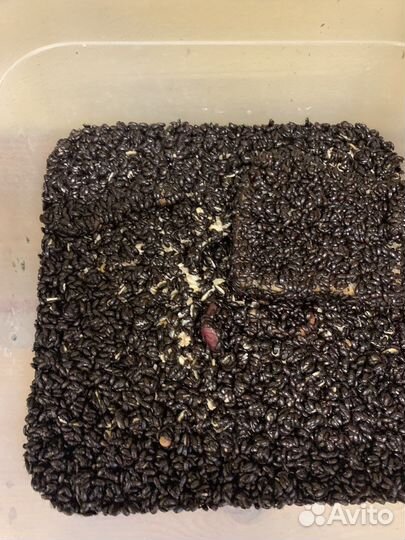 Жук знахарь