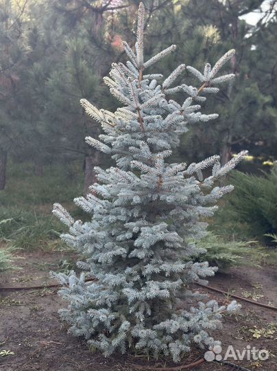 Ель колючая