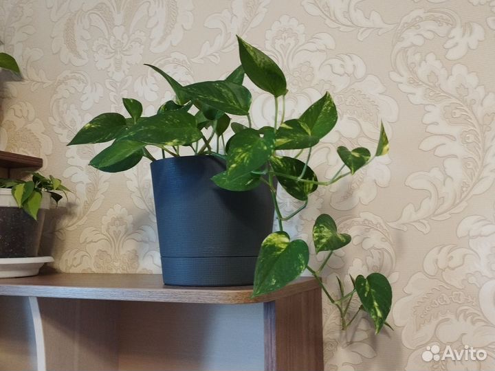 Сциндапсус золотистый в горшке 2,8л