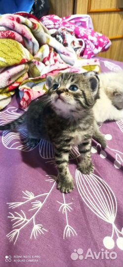 Кошка