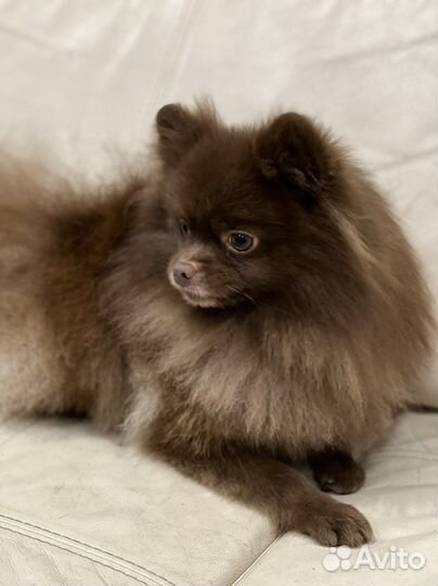 Померанский шпиц кобель