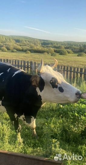 Корова дойная