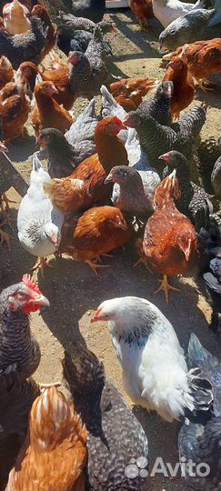 Куры Несушки