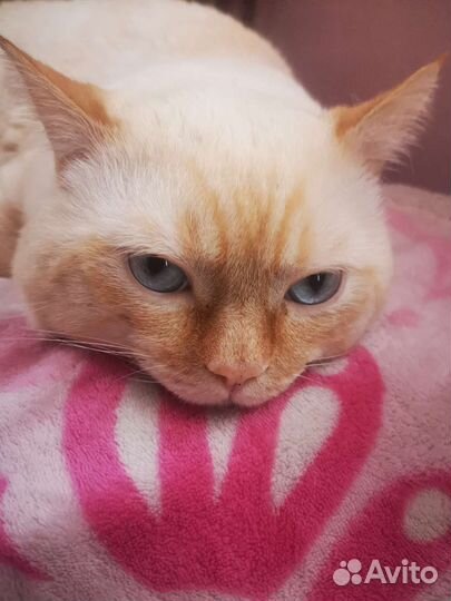 Персидский кот вязка