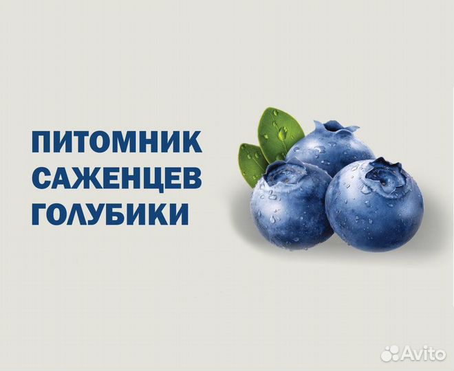 Голубика сорт Легаси