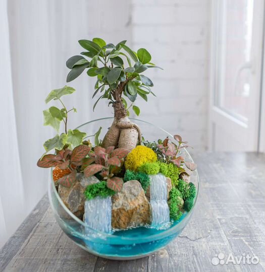 Бонсай, фикус в подарок, женщине руководителю