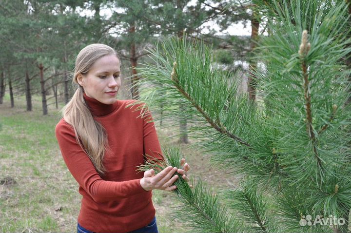 Кедр (сосна сибирская) саженец