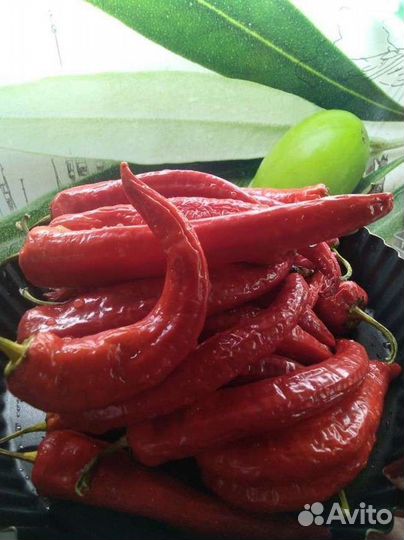 Перец болгарский красный семена