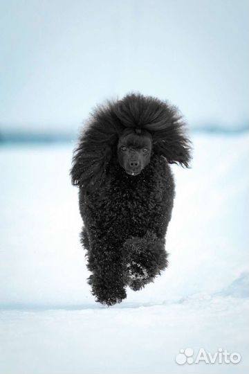 Пудель вязка