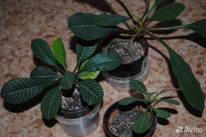 Комнатные растения, суккуленты