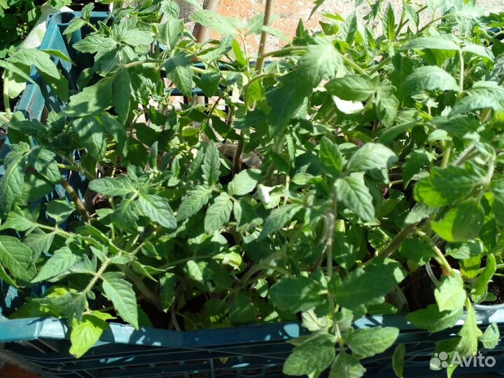 Рассада помидор