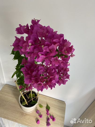 Бугенвиллия