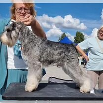 Щенки перец с солью, питомник GREAT MATE г. Мариуполь