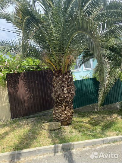 Финиковая пальма