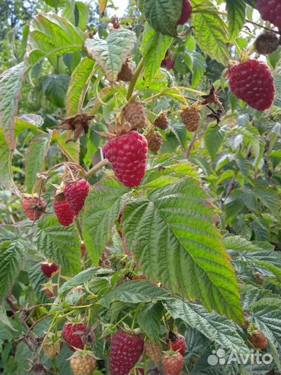 Саженцы ремонтантной малины