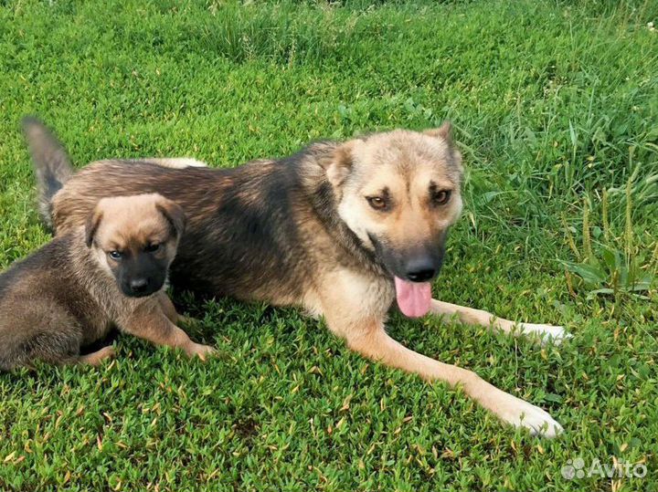 Собака в добрые руки