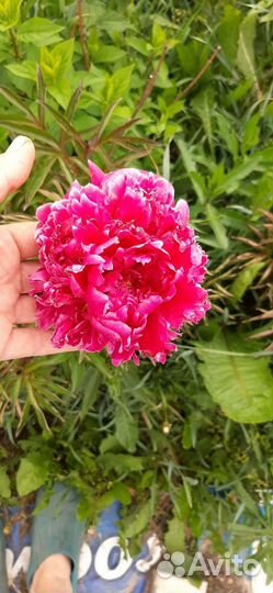 Пион малиновый