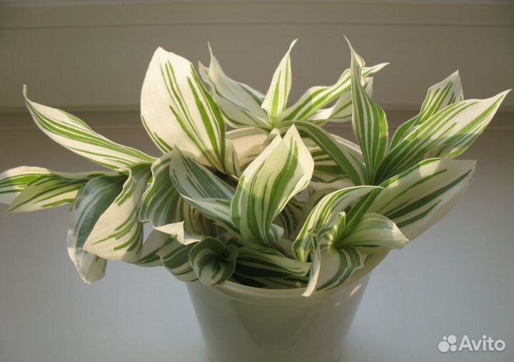 Традесканция белая