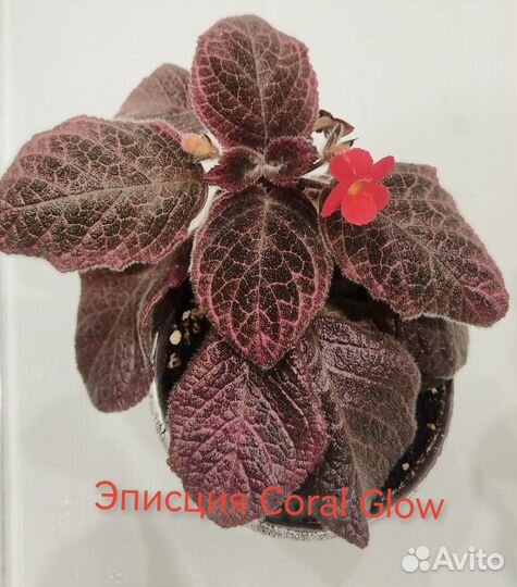 Эписции, коллизии