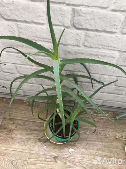 Алоэ лечебный. столетник