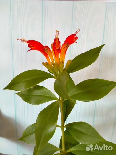 Эсхинантус 