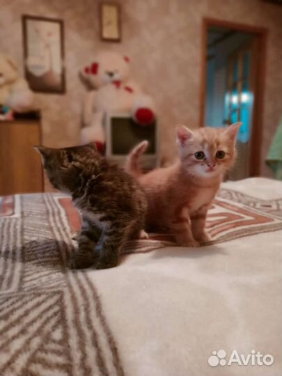 Котята