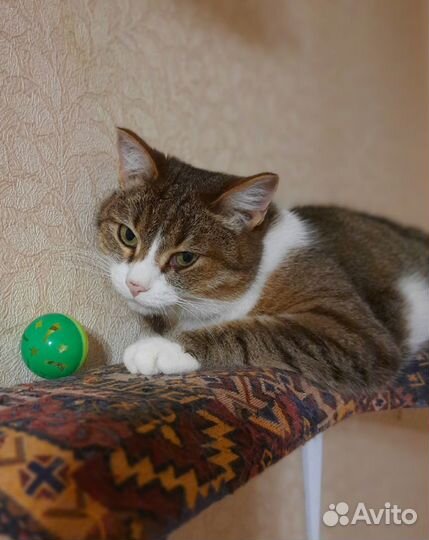 Кошечка нуждается в доме