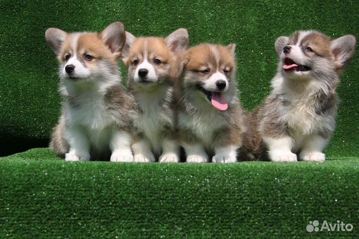 Вельш корги пемброк. Щенки