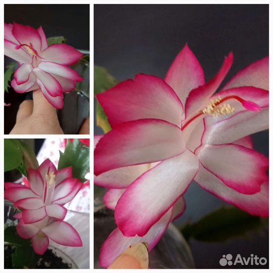 Декабрист несколько цветов