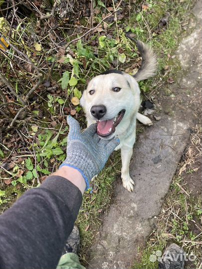 Отдам собаку в добрые руки
