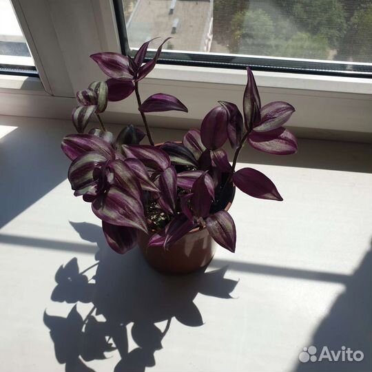 Традесканция зебрина (10 укорененных черенков)