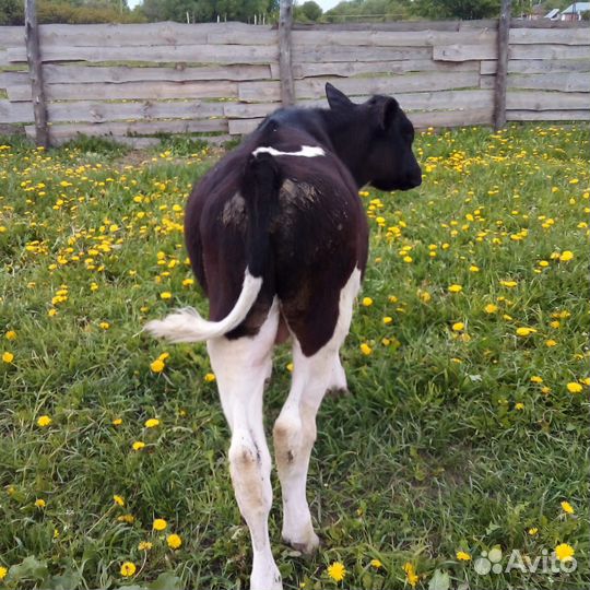 Тëлка и бычок