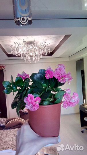 Каланхоэ Блоссфельда цветущий