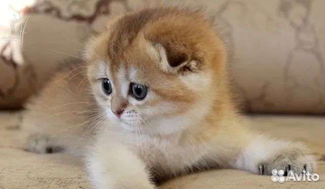 Клубные шотландцы золотого окраса