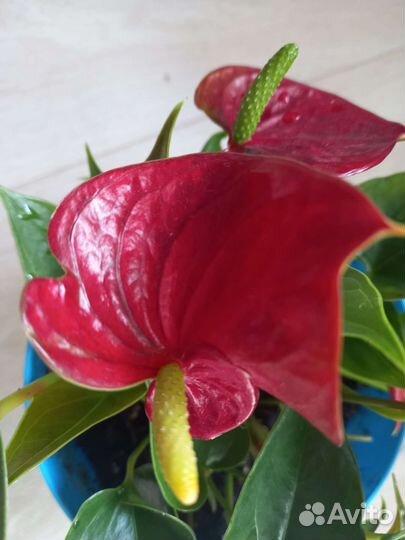 Антуриум ред, мандариновое дерево
