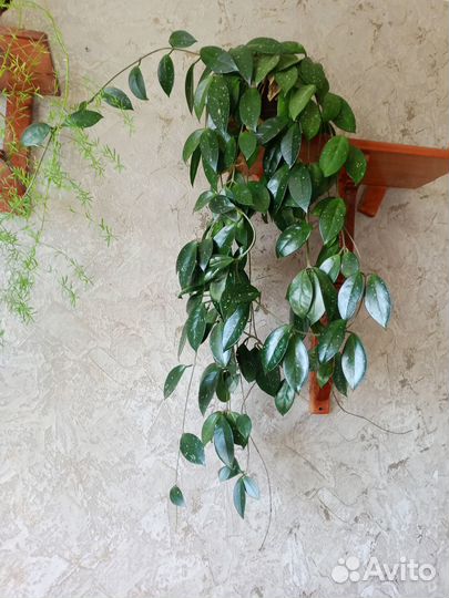 Цветы домашние в горшках