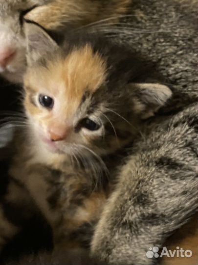 Кошка в дар бесплатно