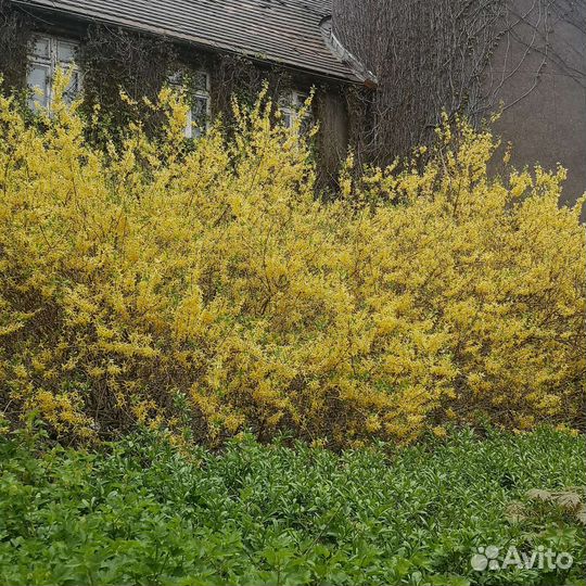 Спирея. Форзиция. Саженцы кустарников