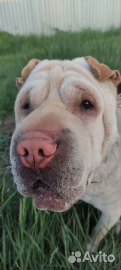 Собака шарпей