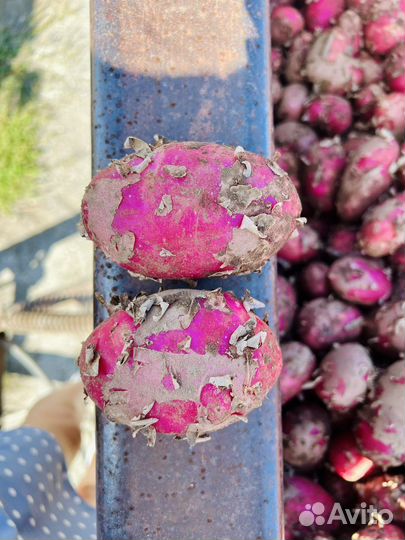 Картофель, морковь, капуста оптом